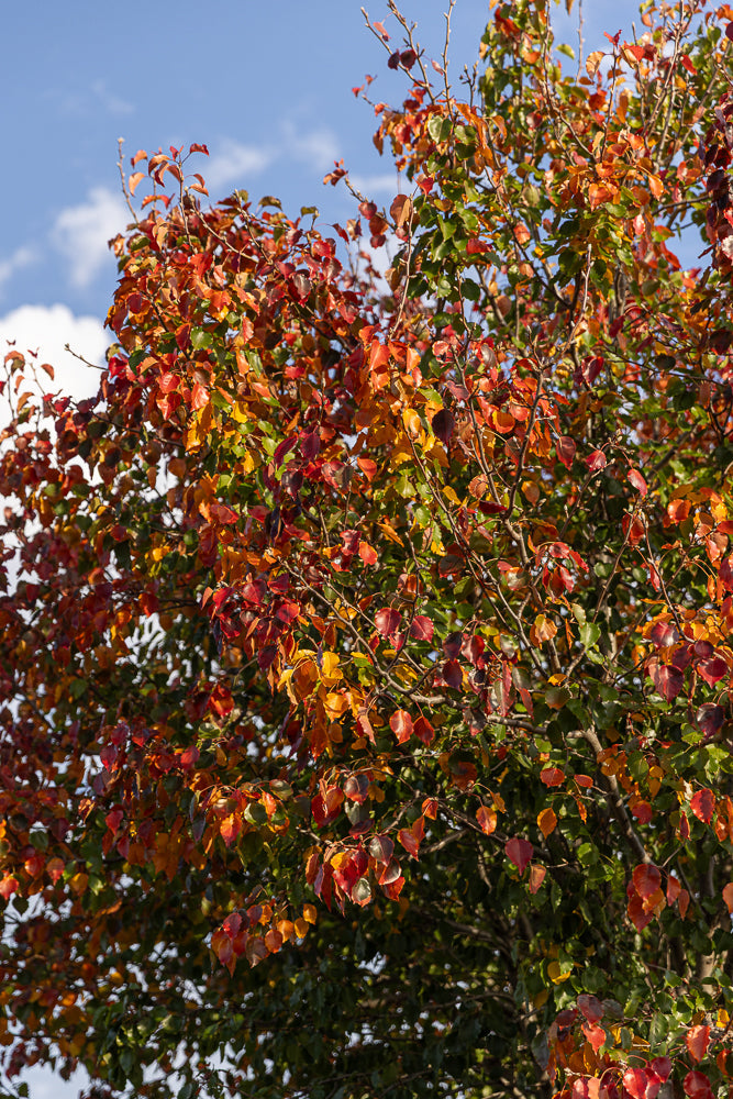 A close-up shot of a tree with leaves changing color from green to red and orange, set against a bright blue sky with a few white clouds.