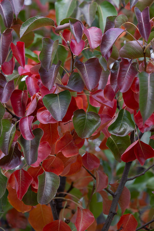 A close-up shot of a tree with leaves in various shades of red, purple, and green, indicating the transition of seasons.