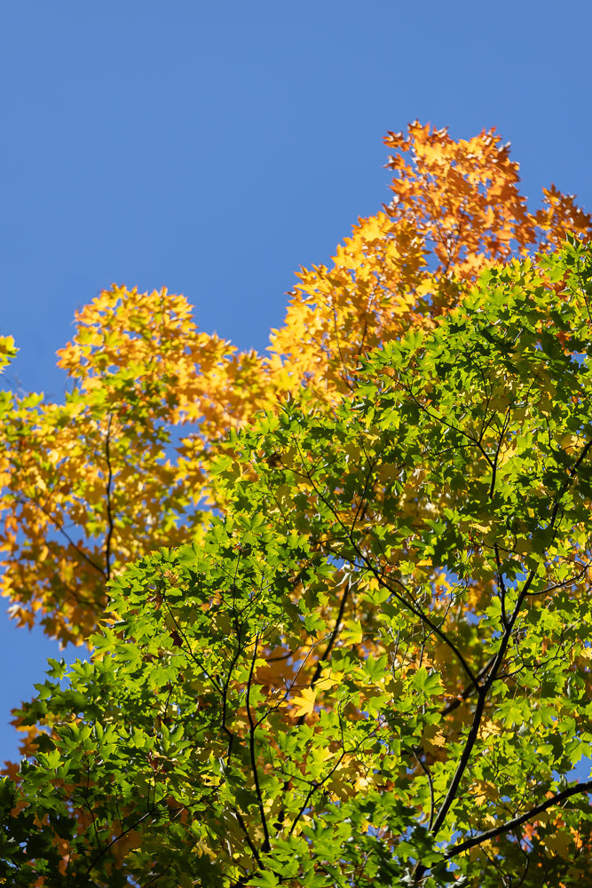 A close-up shot of maple tree branches against a bright blue sky. The leaves are a mix of vibrant green and golden yellow, indicating the transition into autumn.