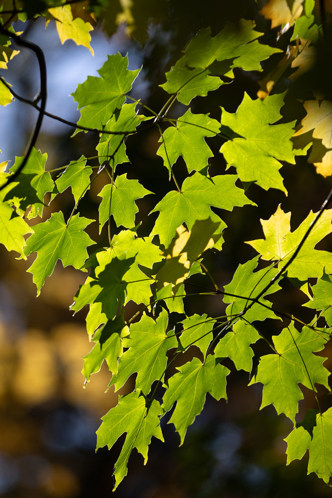 Close-up of bright green maple leaves backlit by the sun, with a dark, blurred background.