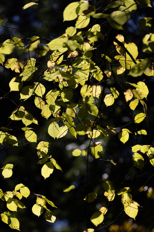 Sunlit autumn leaves against a dark background.