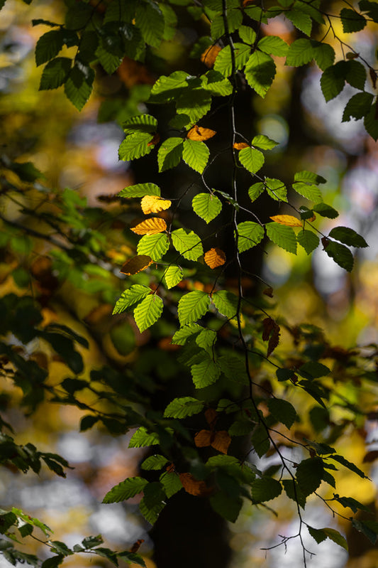 A close-up shot of a tree branch with green and yellow leaves. The leaves are illuminated by sunlight, creating a dappled effect against a blurred background of autumn colors.