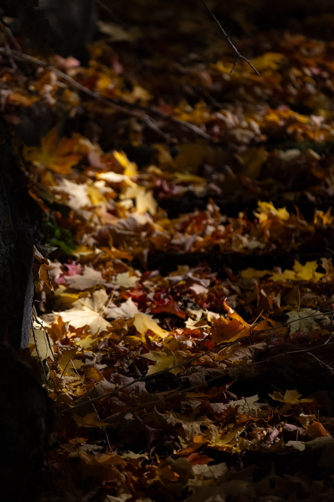 A carpet of fallen autumn leaves in shades of yellow, orange, and brown lies on the ground. Sunlight filters through the trees, illuminating some of the leaves and creating a dappled effect.