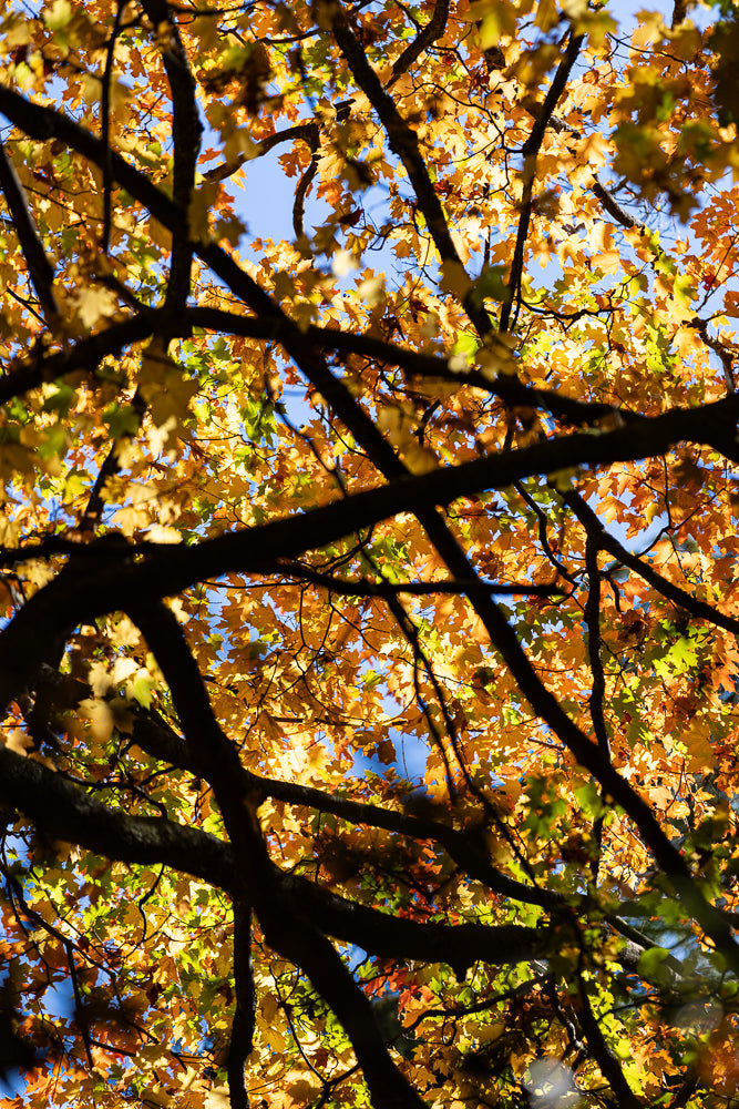 A low-angle shot captures the vibrant colors of autumn leaves against a clear blue sky. The leaves, predominantly yellow and orange with hints of green, are illuminated by the sun, creating a warm and inviting scene. Dark branches of the tree crisscross the frame, adding depth and contrast to the colorful foliage.