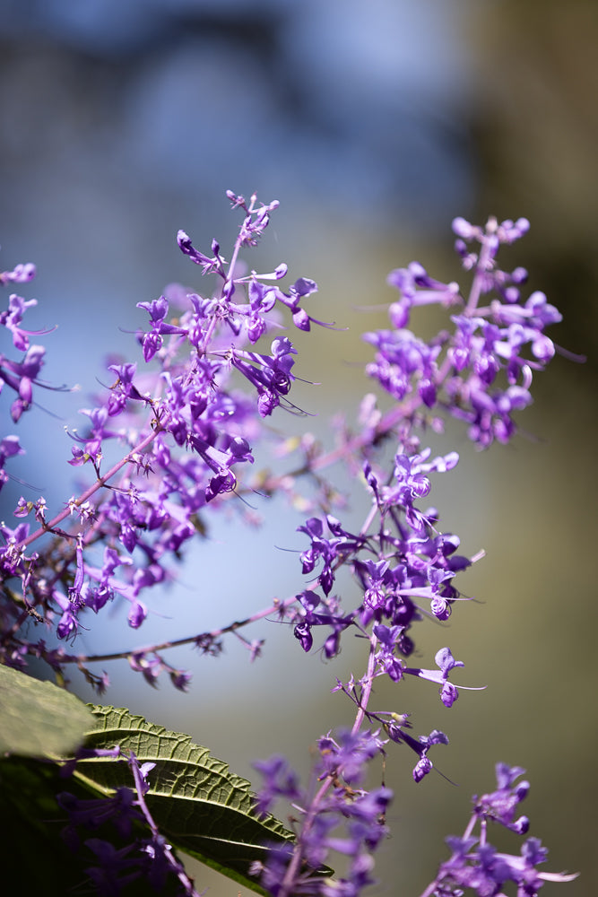 A close-up shot of delicate purple flowers with thin stems and leaves against a blurred background of blue and green.