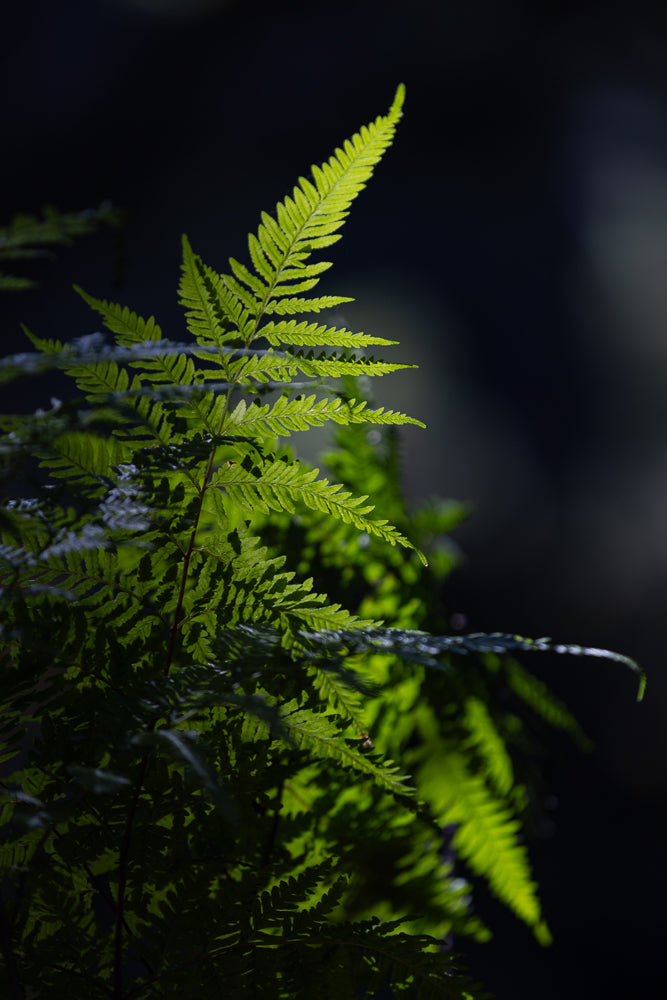 A close-up shot of a bright green fern frond illuminated by sunlight against a dark, blurred background. The delicate, serrated leaves of the fern are clearly visible, with shadows creating a dramatic contrast.