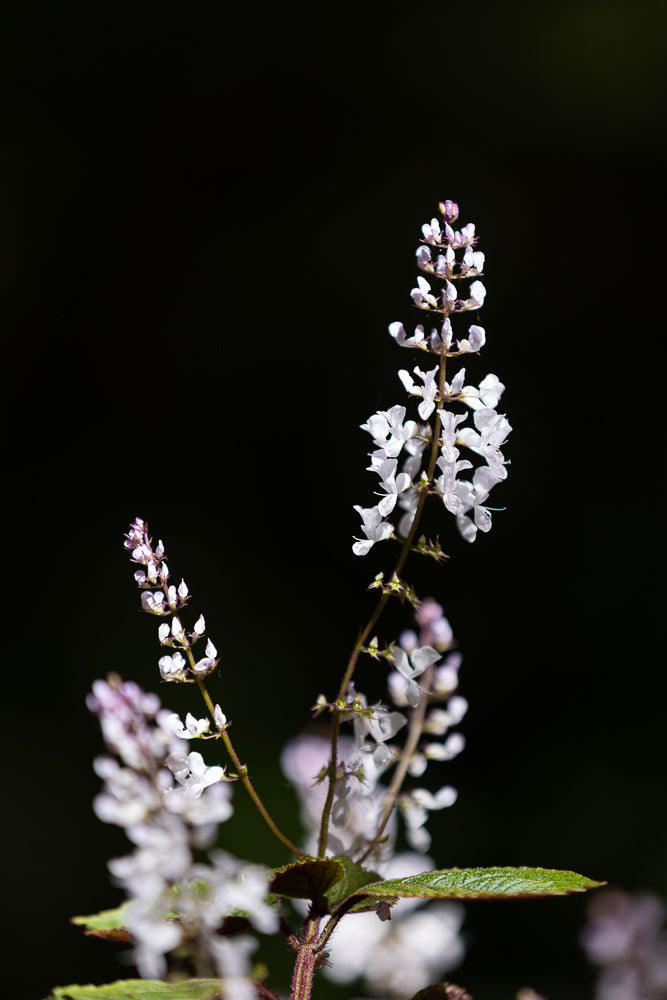 A close-up shot of two flowering stems with small white flowers against a dark background. The flowers are clustered along the stems, with some in focus and others blurred.
