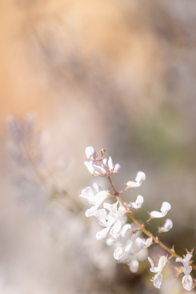 A close-up, soft-focus shot of a delicate stem with small white flowers. The flowers have purple speckles and are arranged along the stem against a blurred, warm-toned background.