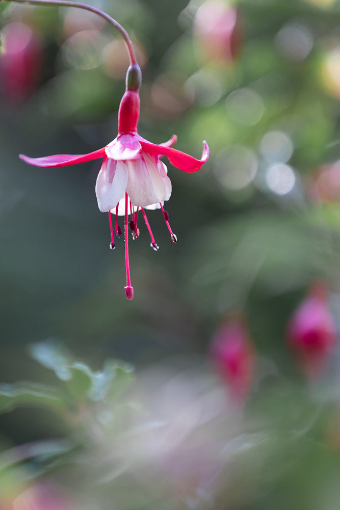 A close-up, shallow depth of field shot of a fuchsia flower with pink sepals and white petals, hanging downwards against a blurred green background with bokeh.