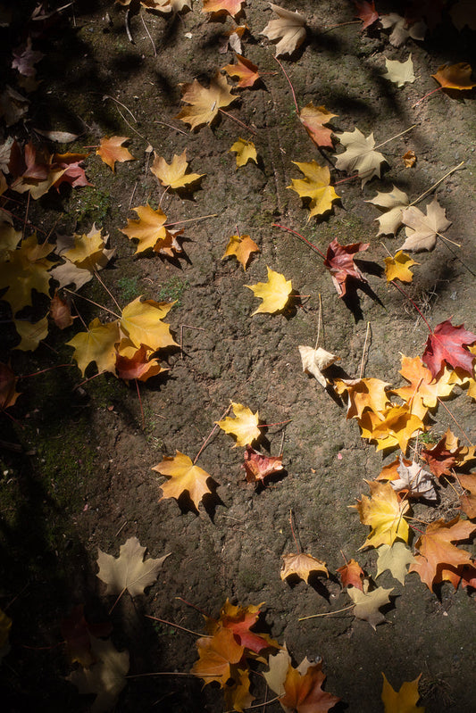 A collection of fallen maple leaves in various shades of yellow, orange, and red are scattered across dark, textured ground. Sunlight dapples the scene, creating shadows that highlight the autumn foliage.