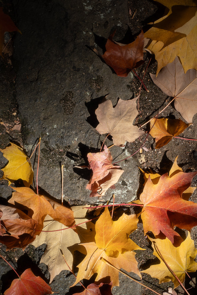 Autumn leaves scattered on a dark, textured surface.