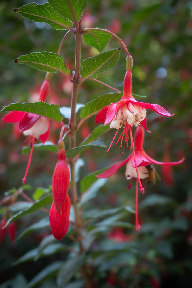A close-up shot of a cluster of Fuchsia flowers, with vibrant pink outer petals and delicate white inner petals. One flower is visited by a bee.