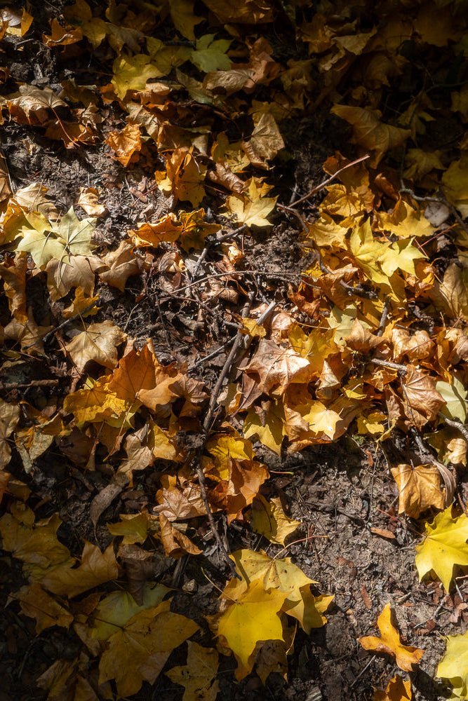 A close-up overhead view of a forest floor covered in fallen autumn leaves. The leaves are predominantly yellow and brown, with some scattered twigs and dark soil visible beneath them. Sunlight dapples the scene, creating areas of light and shadow.