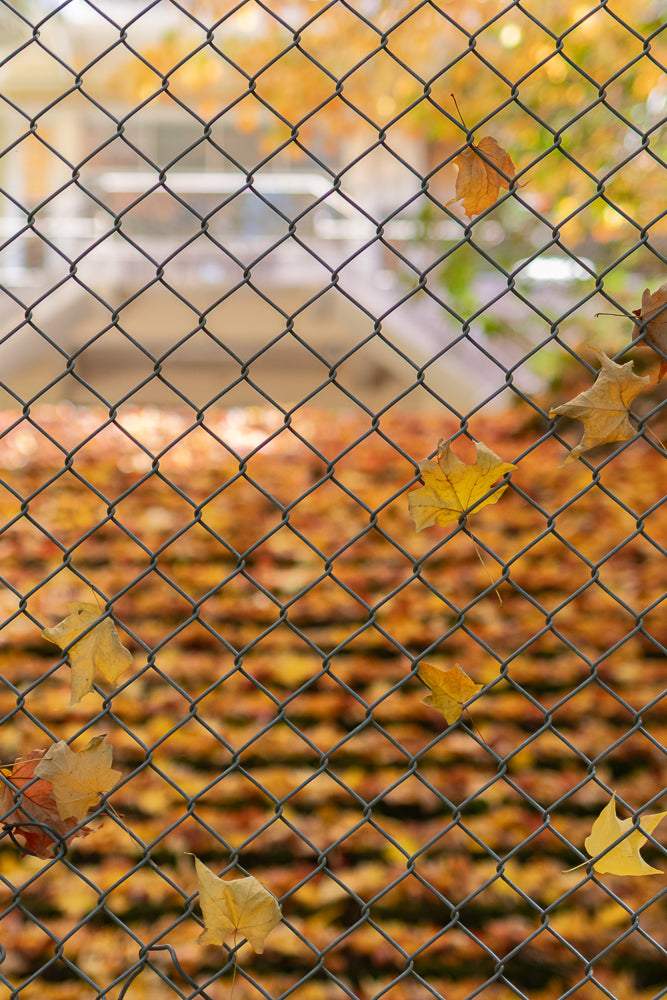 A chain-link fence with several fallen autumn leaves caught on it. The background is blurred, showing a carpet of more colorful fallen leaves.