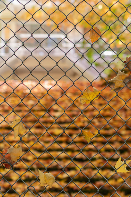 A chain-link fence with several fallen autumn leaves caught on it. The background is blurred, showing a carpet of more colorful fallen leaves.
