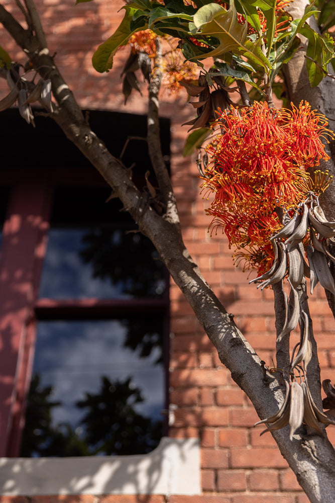A close-up shot of a tree branch with bright orange flowers and dried seed pods against a blurred brick wall and window.