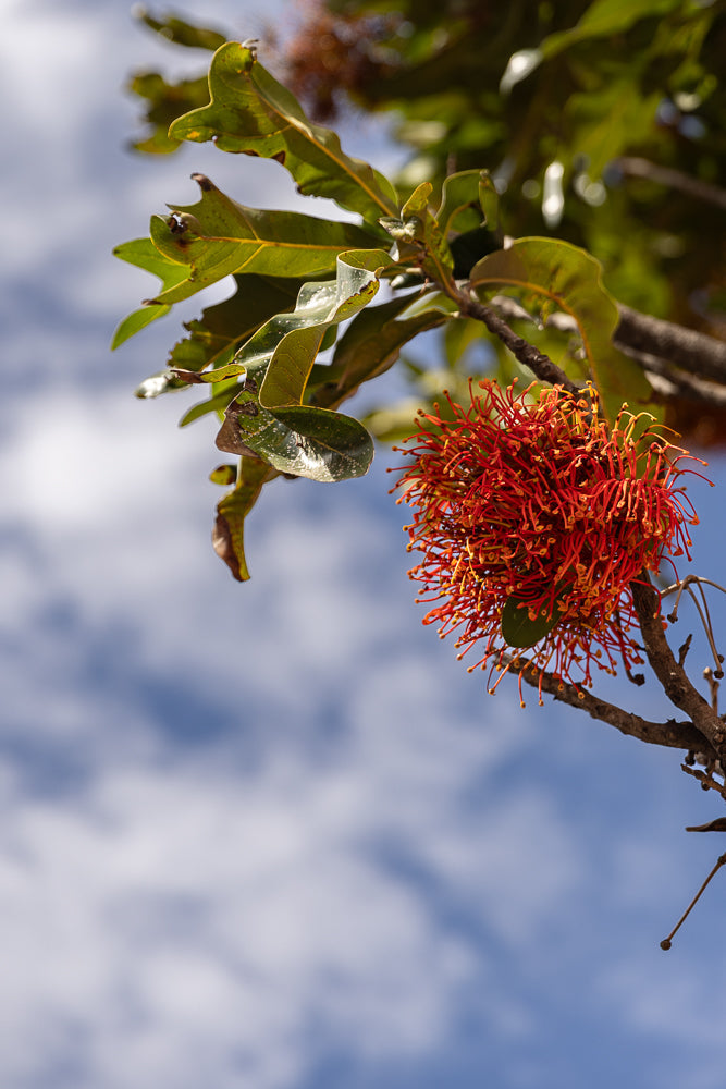 A close-up of a bright red pincushion protea flower with delicate yellow stamens, set against a soft blue sky with wispy white clouds. Green leaves frame the flower on the left side of the image.