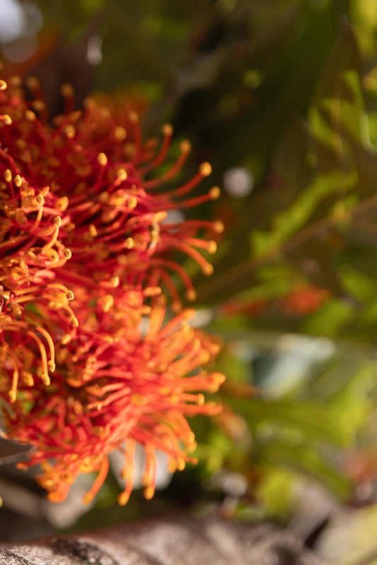 A close-up, shallow depth of field shot of a bright orange Grevillea flower with yellow tips on its stamens. A small bee is visible on one of the stamens.