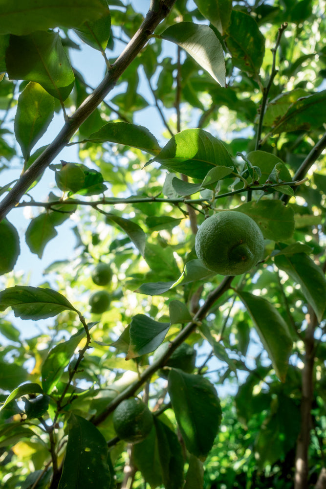 A close-up, low-angle view of a lemon tree branch with several green lemons and leaves against a bright blue sky. Sunlight filters through the leaves, creating dappled patterns.