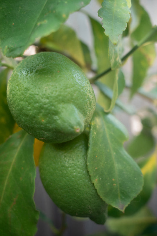 A close-up shot of two green limes hanging from a branch, surrounded by lush green leaves. The limes have a textured rind and are slightly out of focus, with the leaves in the foreground sharp and detailed.
