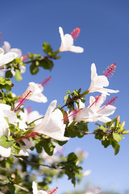 A cluster of white hibiscus flowers with prominent red stamens bloom against a clear blue sky. The flowers are on branches with green leaves, and the focus is on the delicate petals and reproductive parts of the blossoms.