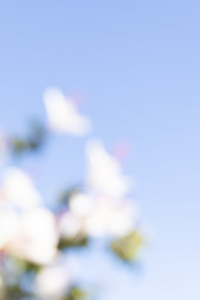 Soft focus image of white flowers against a pale blue sky. The flowers are blurred, creating a dreamy, ethereal effect.