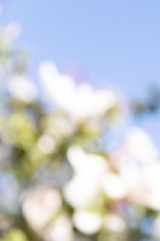 Soft focus image of white flowers against a pale blue sky. The flowers are blurred, creating a dreamy, ethereal effect.
