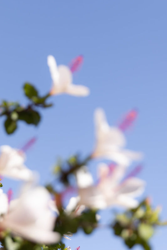 A soft focus shot of white flowers with pink stamens against a clear blue sky. The flowers and green leaves are blurred, creating an ethereal and dreamy effect.