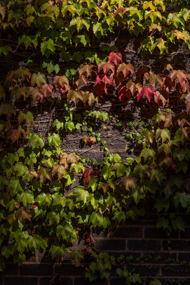 A wall covered in ivy with leaves in various stages of autumn color, from green to red and brown. Sunlight casts shadows across the textured brick surface.