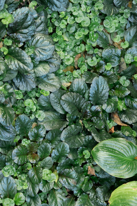 A close-up, overhead view of a dense ground cover of dark green, textured leaves, interspersed with smaller, lighter green, heart-shaped leaves. A large, ribbed, light green leaf is visible in the lower right corner.