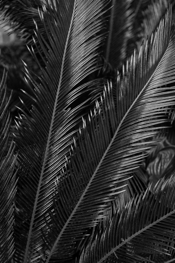 A close-up, black and white shot of palm fronds. The fronds are detailed with many thin, pointed leaves radiating from a central stem. The background is dark and out of focus, emphasizing the texture and shape of the leaves.