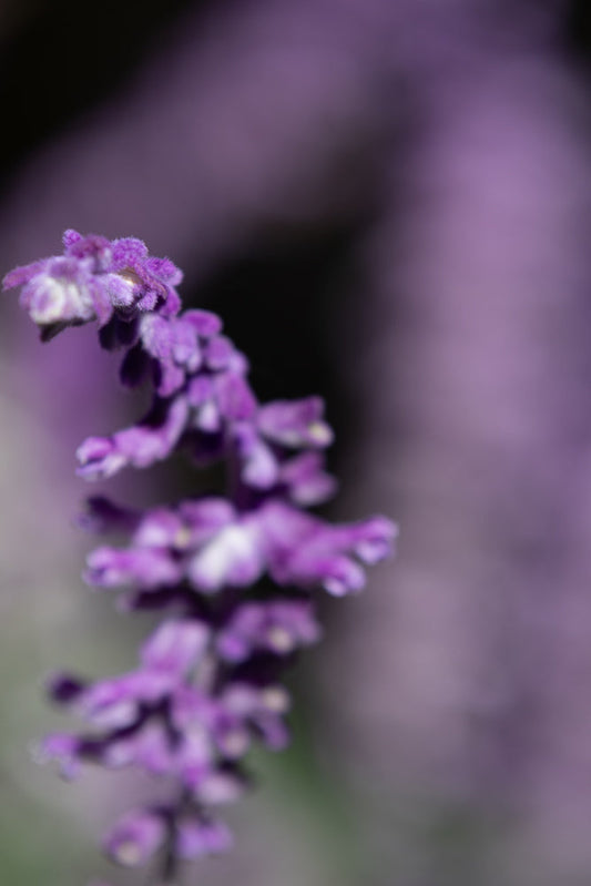 A close-up, shallow depth of field shot of a purple flower spike with tiny, fuzzy florets. The background is a soft blur of purple and dark tones.