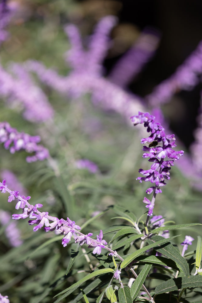 A close-up shot of a bee collecting nectar from a fuzzy purple flower. The flower is part of a larger plant with green leaves and other purple blooms in the background.