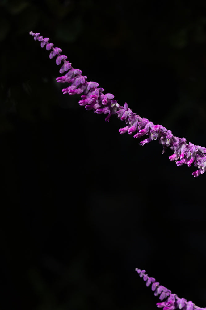 A close-up shot of a fuzzy purple flower spike against a dark background. The flower spike is angled diagonally from the top left to the bottom right of the frame.