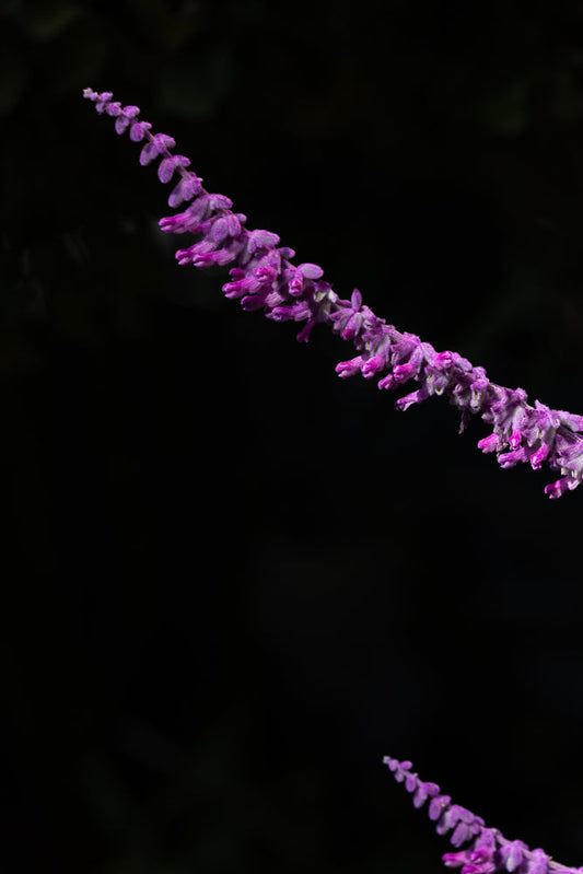 A close-up shot of a fuzzy purple flower spike against a dark background. The flower spike is angled diagonally from the top left to the bottom right of the frame.