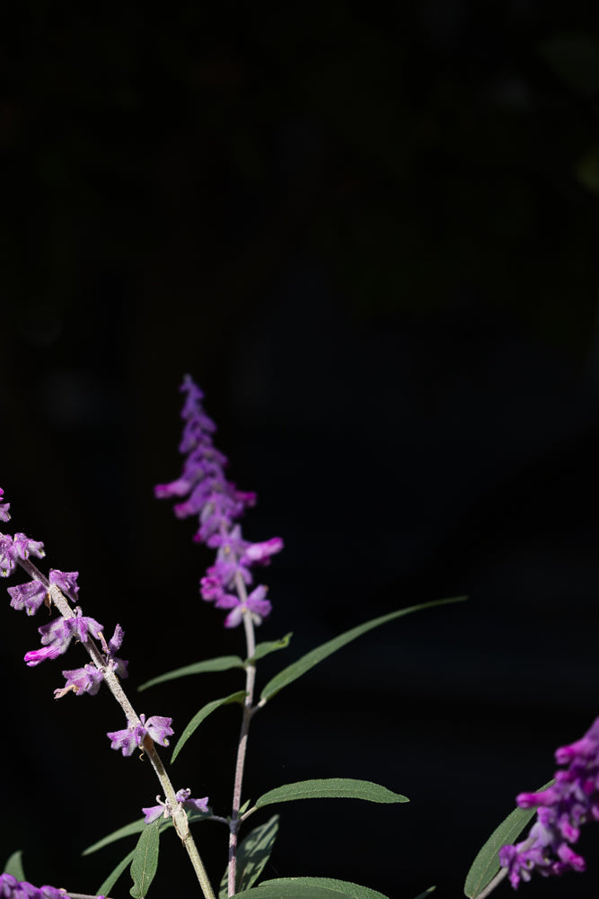 A close-up shot of a fuzzy purple flower spike against a dark background. The flower spike is angled diagonally from the top left to the bottom right of the frame.