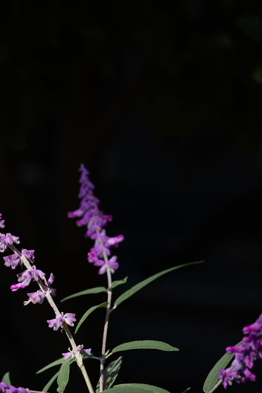 A close-up shot of a fuzzy purple flower spike against a dark background. The flower spike is angled diagonally from the top left to the bottom right of the frame.