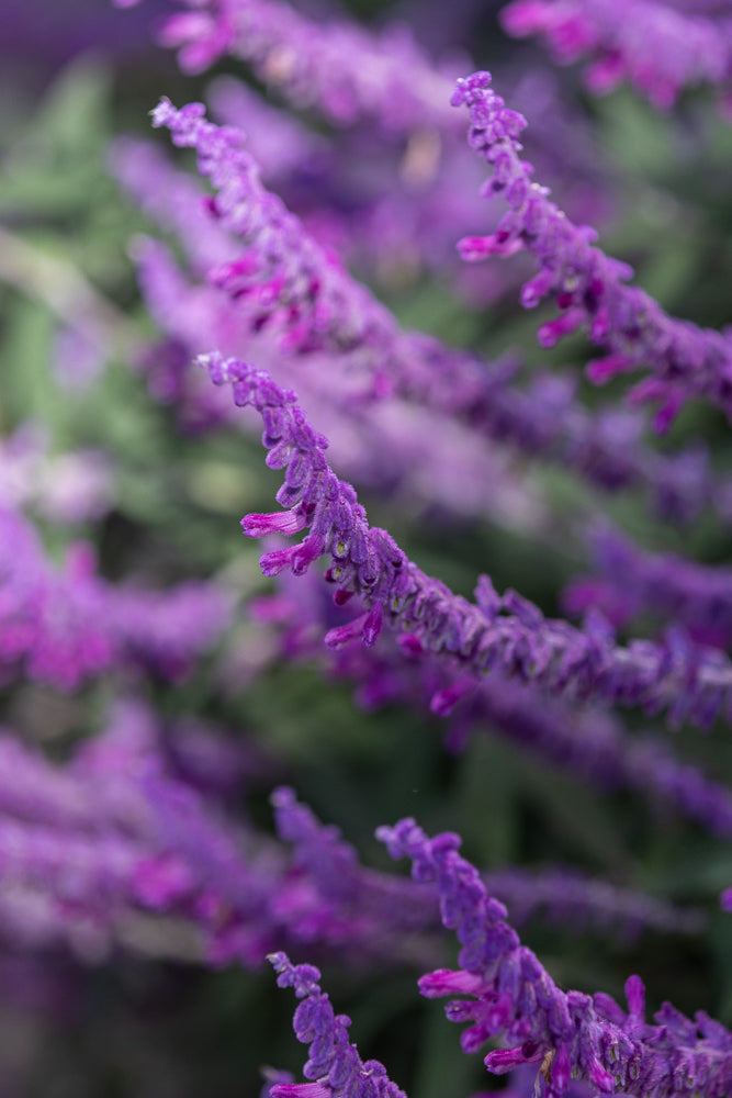 A close-up, shallow depth of field shot shows several fuzzy, purple flower spikes of Mexican Bush Sage. The flowers are arranged in a diagonal pattern across the frame, with a soft green background.