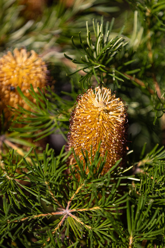 A close-up shot of a Banksia flower with its distinctive spiky, golden-yellow petals and reddish-brown tips, surrounded by lush green foliage.