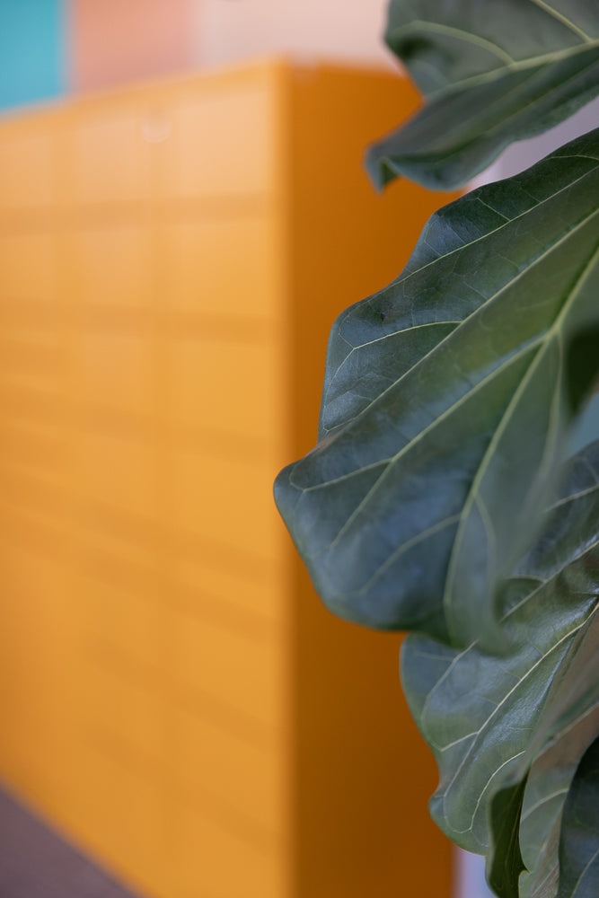 A close-up shot of a fiddle-leaf fig plant's large, dark green leaves with prominent veins. The leaves are on the right side of the frame, with a blurred background of warm orange and hints of teal and pink on the left.