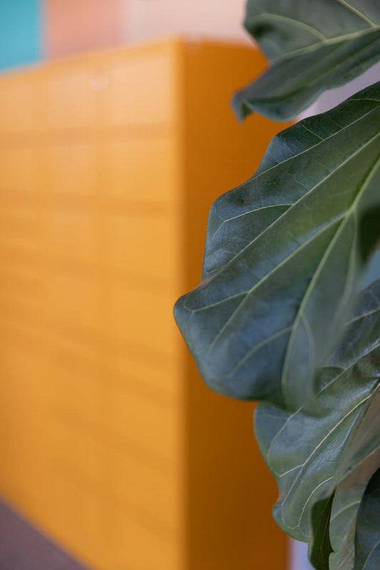 A close-up shot of a fiddle-leaf fig plant's large, dark green leaves with prominent veins. The leaves are on the right side of the frame, with a blurred background of warm orange and hints of teal and pink on the left.