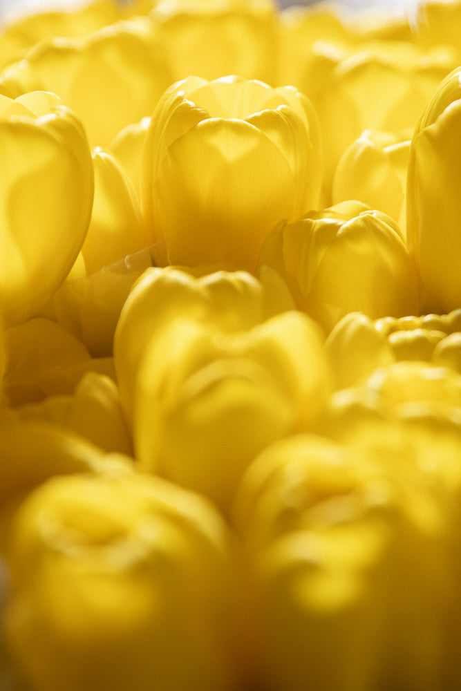 A close-up, shallow depth of field shot of many bright yellow tulips. The flowers are tightly packed together, with soft lighting highlighting the delicate petals.