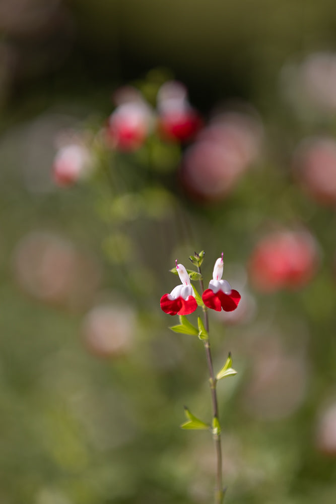 A close-up of two delicate Salvia microphylla flowers, also known as baby sage or little-leaf sage. The flowers are bi-colored, with bright red lower lips and white upper lips, resembling tiny dancers. They are set against a soft, blurred background of green foliage and bokeh lights.
