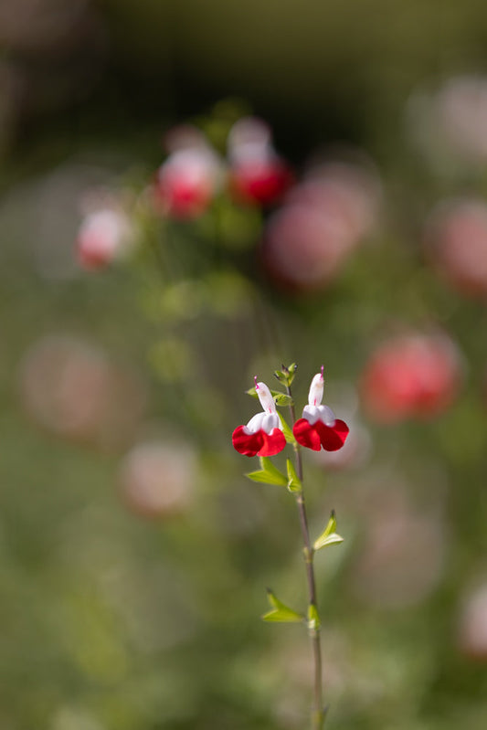 A close-up of two delicate Salvia microphylla flowers, also known as baby sage or little-leaf sage. The flowers are bi-colored, with bright red lower lips and white upper lips, resembling tiny dancers. They are set against a soft, blurred background of green foliage and bokeh lights.