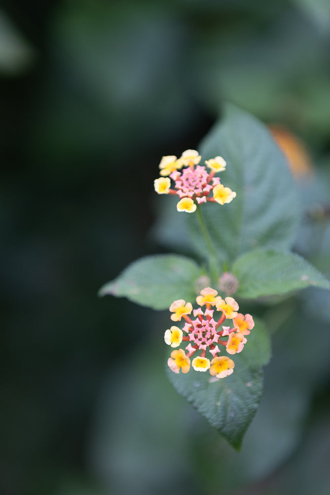 A close-up shot of two clusters of small, star-shaped flowers. The flowers are a mix of pink and yellow, with the pink forming the center and the yellow petals radiating outwards. They are set against a soft, blurred background of dark green leaves.