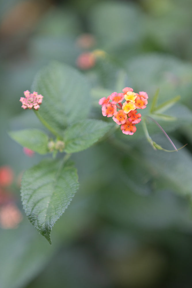 A close-up, shallow depth of field shot shows a cluster of small, multi-colored flowers, with pink, orange, and yellow petals, blooming on a plant with green leaves.