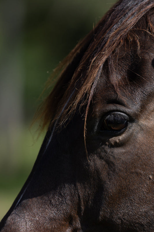 Close-up of a dark brown horse's eye and mane. The horse's eye is dark and reflective, with long eyelashes. The mane is dark brown and appears slightly wet or shiny.