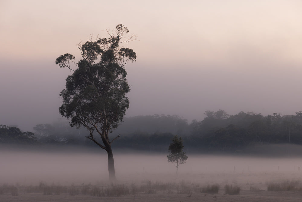 A lone eucalyptus tree stands in a misty field at dawn. The soft, diffused light and fog create a serene and ethereal atmosphere, with a line of trees in the background shrouded in mist.