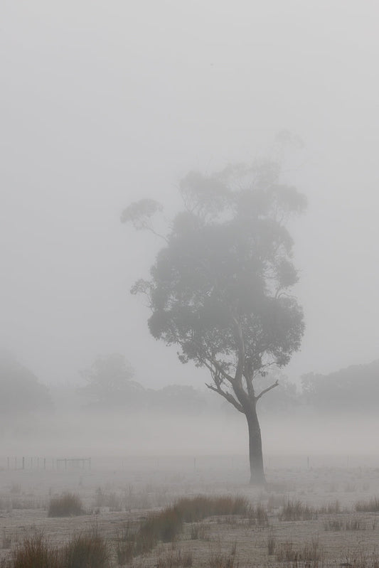 A lone eucalyptus tree stands silhouetted against a thick, white fog in a field. The ground is covered in frost and sparse, dry grass. A fence is visible in the distance, also partially obscured by the mist.