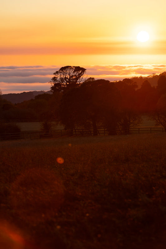 A vibrant sunset paints the sky with shades of orange and yellow. The sun, a bright orb, is partially obscured by a thin layer of clouds. Silhouetted trees and rolling hills form a dark landscape against the colorful sky.